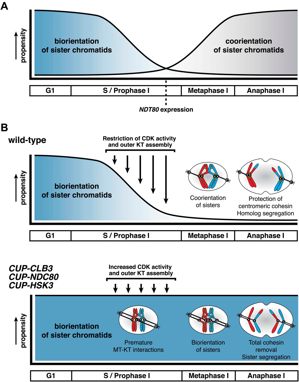Meiosis I chromosome segregation is established through regulation of Biology Diagrams