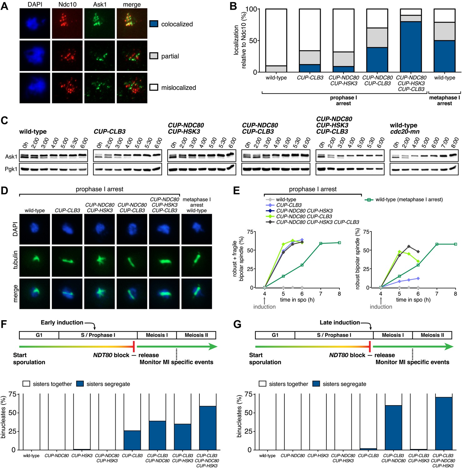 Meiosis I chromosome segregation is established through regulation of ... Biology Diagrams