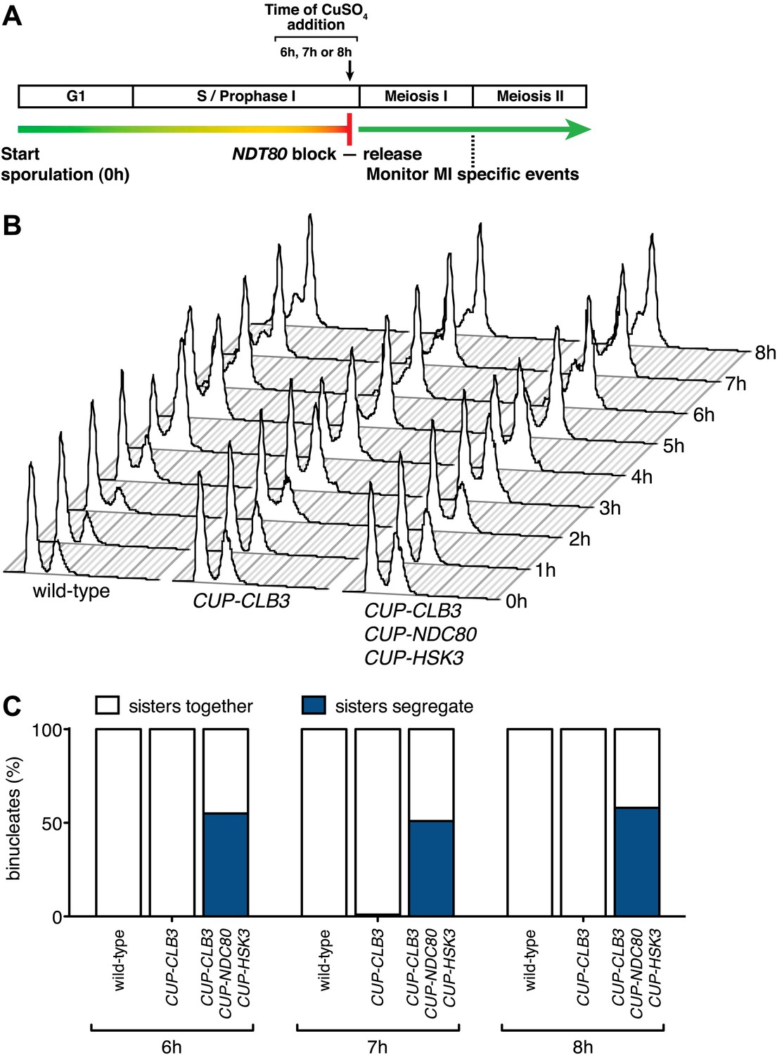 Meiosis I chromosome segregation is established through regulation of ... Biology Diagrams
