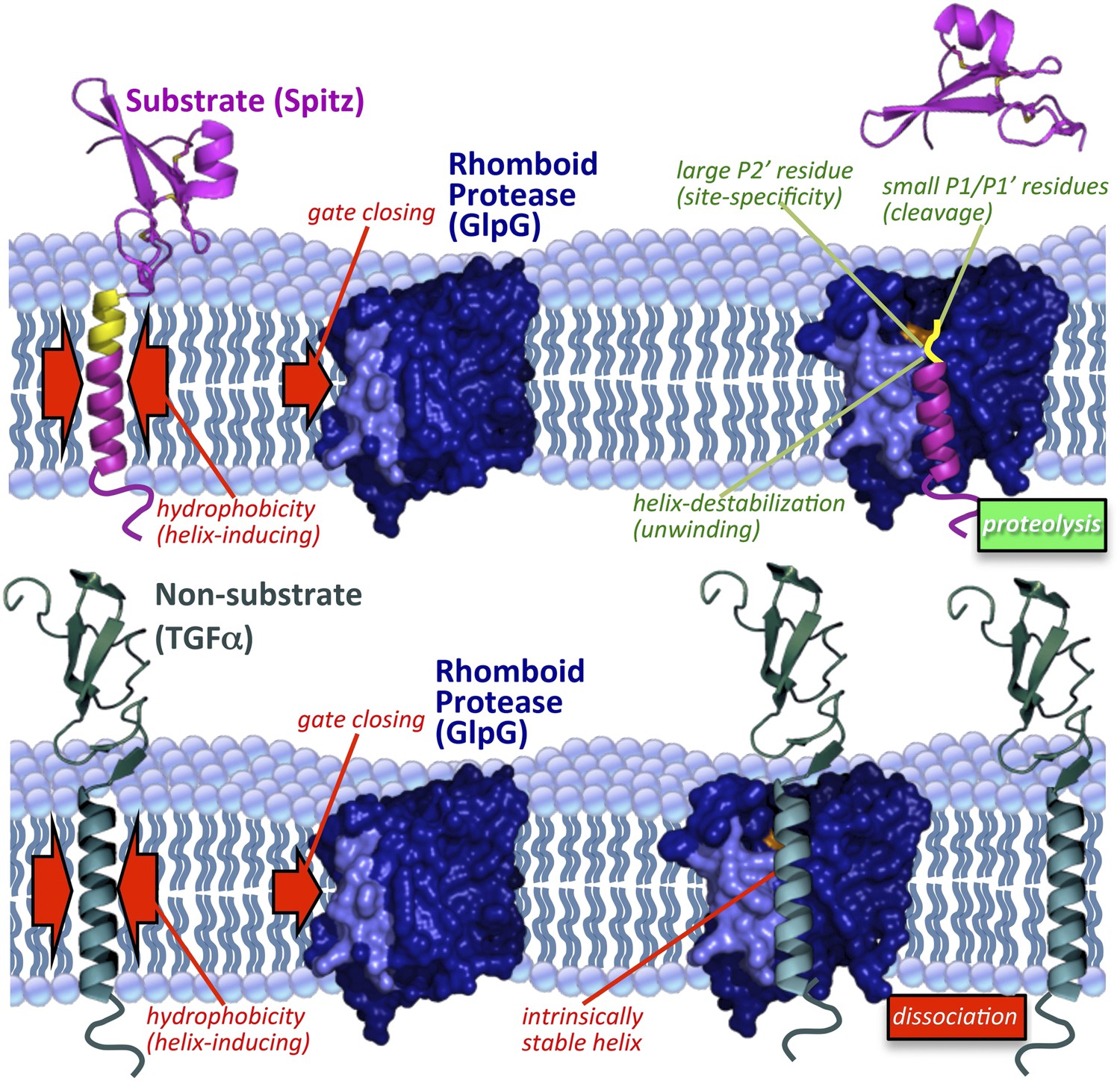 Membrane Immersion Allows Rhomboid Proteases To Achieve Specificity By