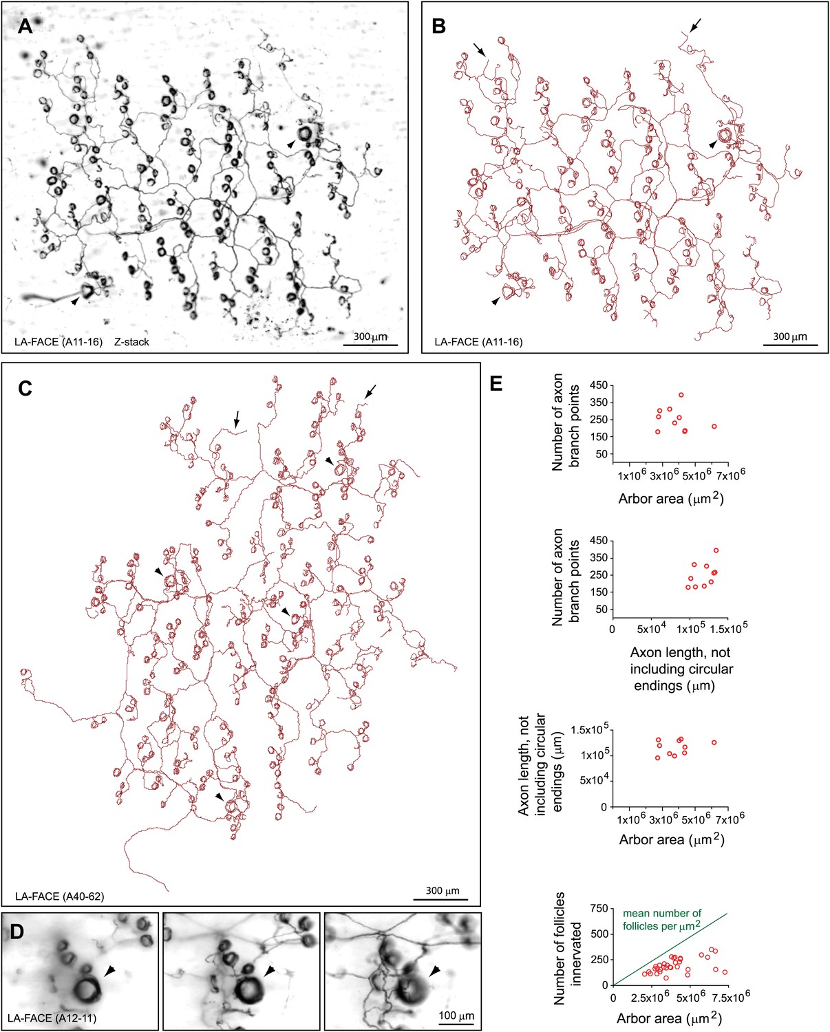 Figures and data in Morphologic diversity of cutaneous sensory ...