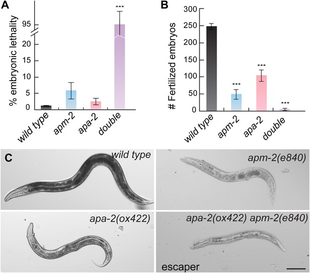 AP2 hemicomplexes contribute independently to synaptic vesicle ...