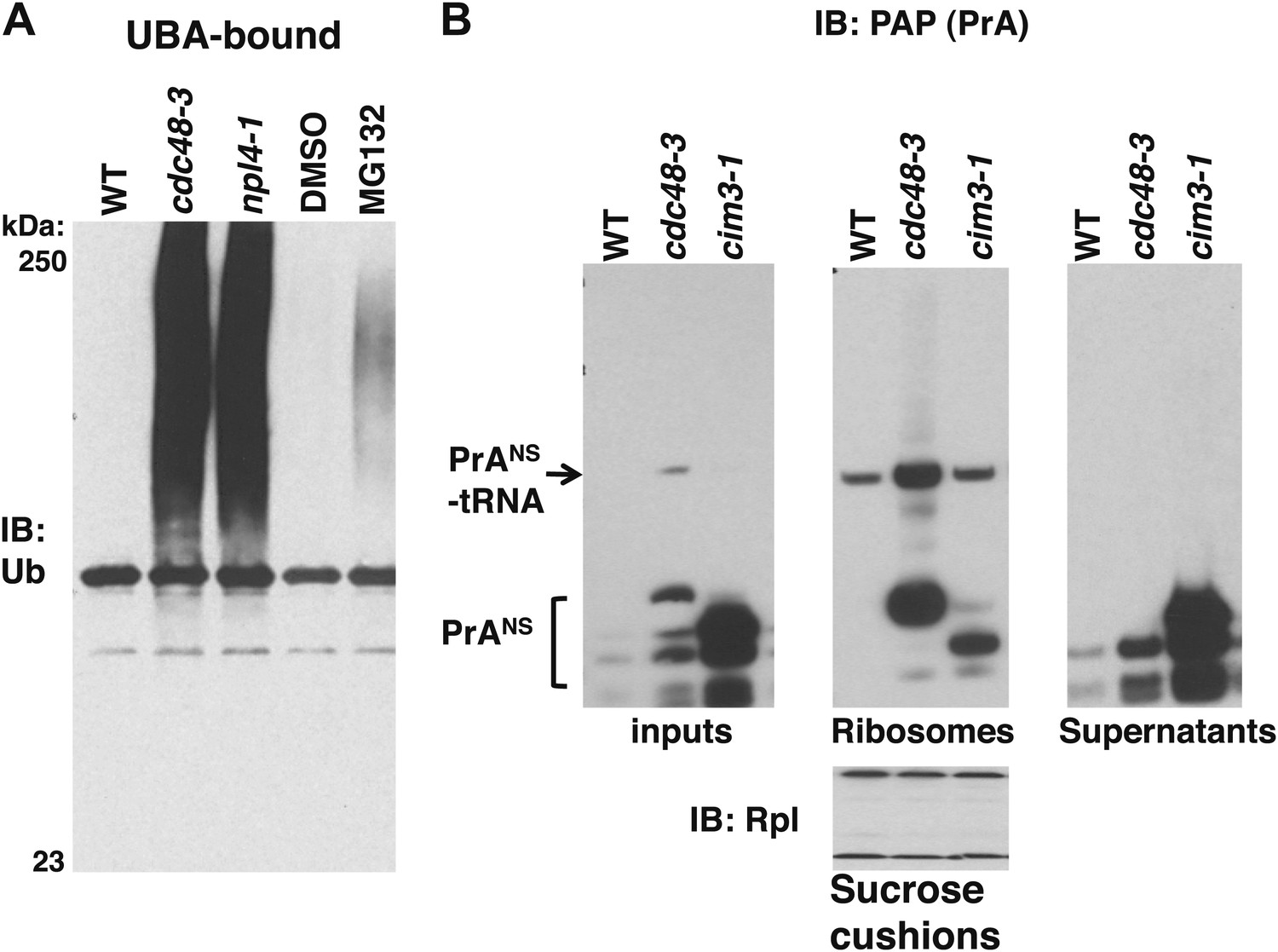 Cdc48/p97 promotes degradation of aberrant nascent polypeptides