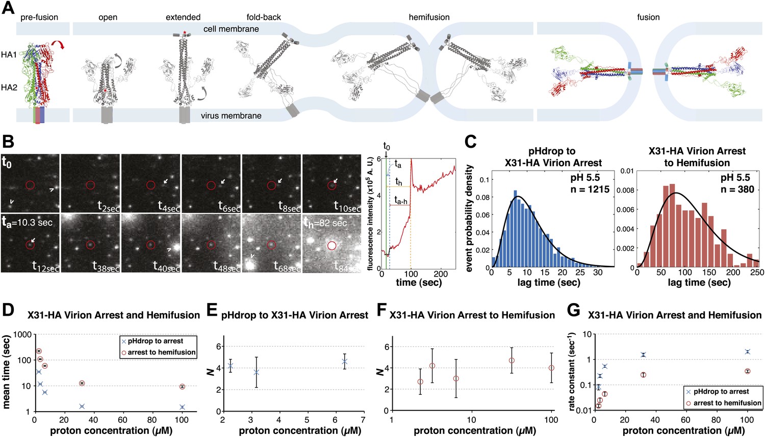 Influenza-virus membrane fusion by cooperative fold-back of ...