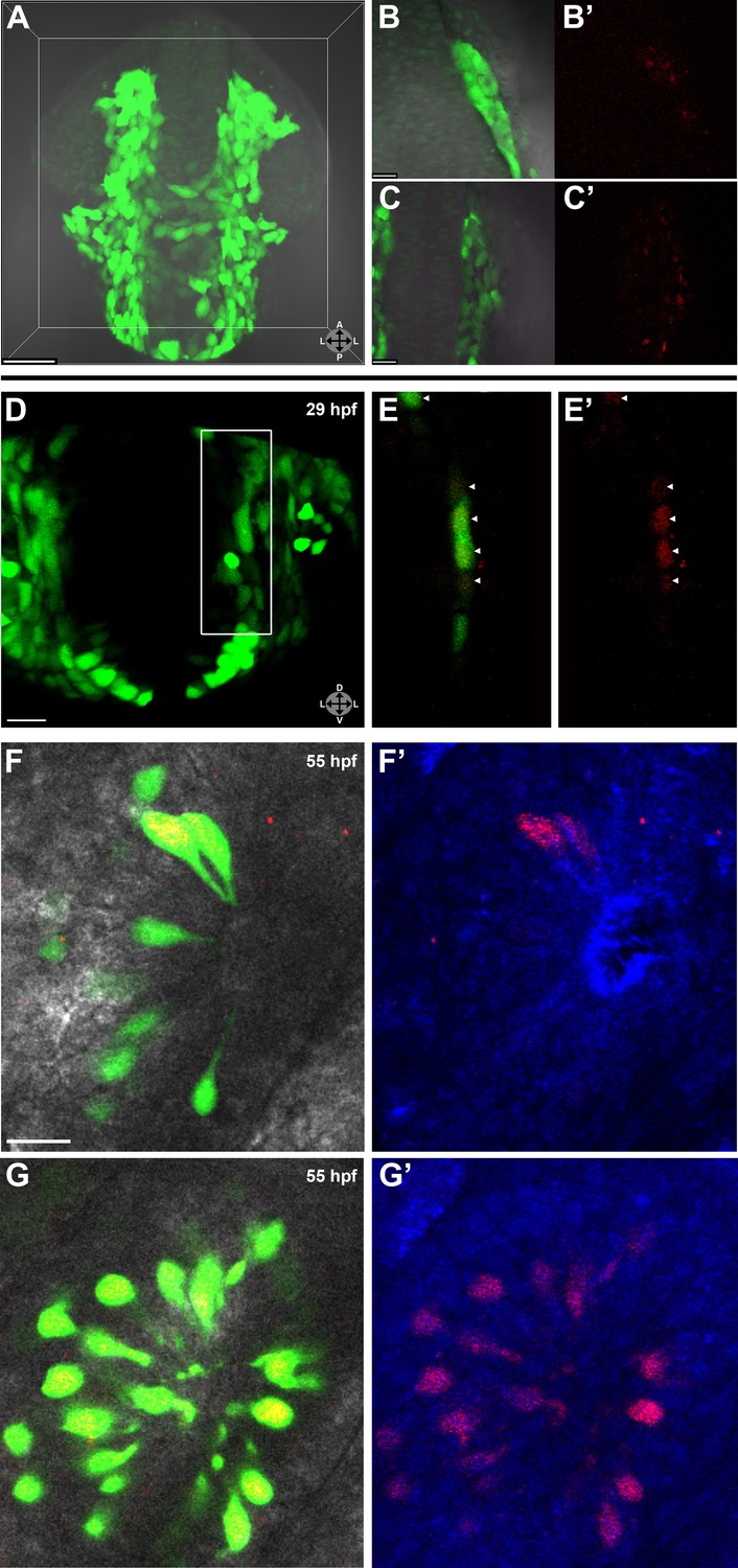 Sox10-dependent neural crest origin of olfactory