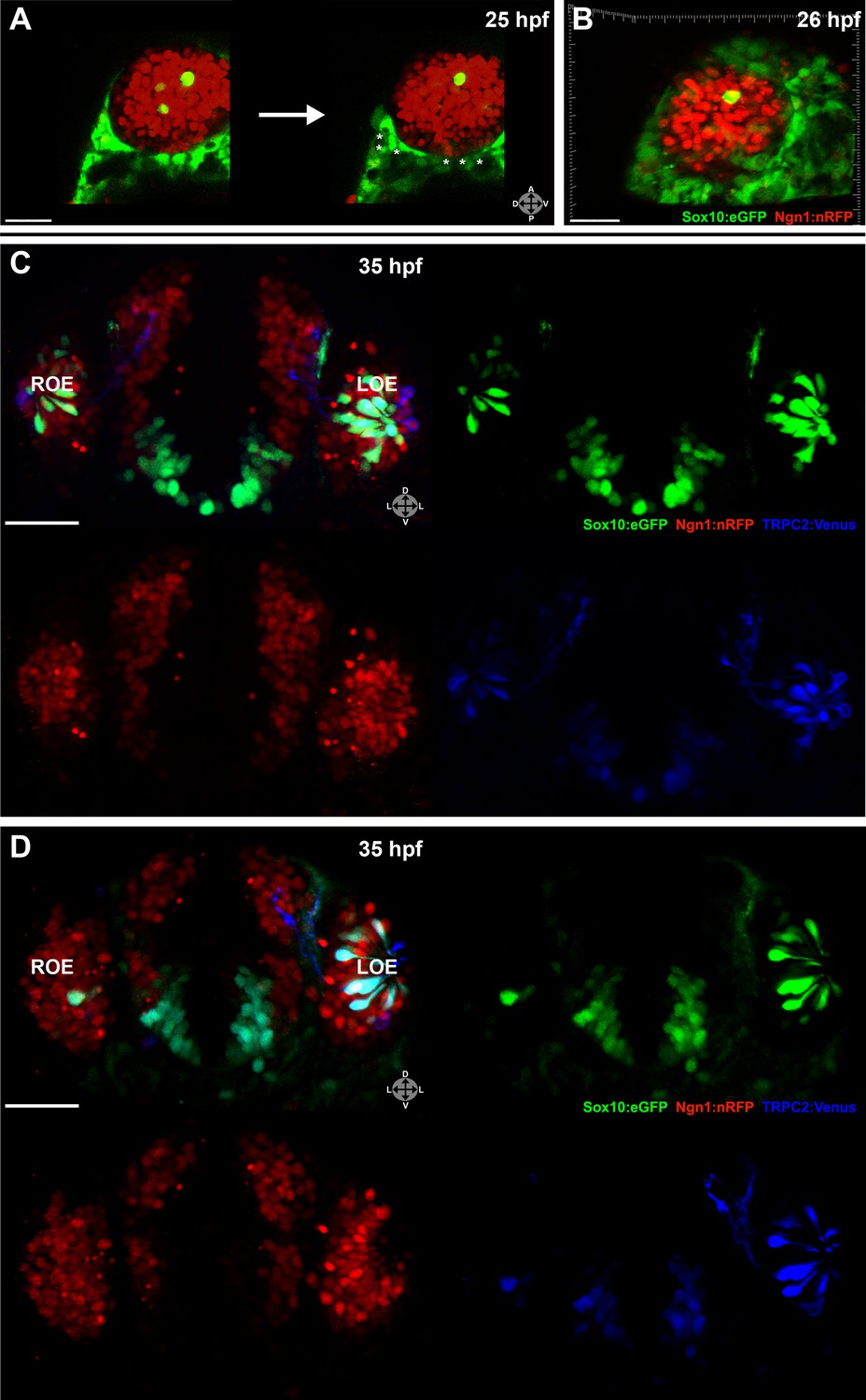 Sox10-dependent neural crest origin of olfactory