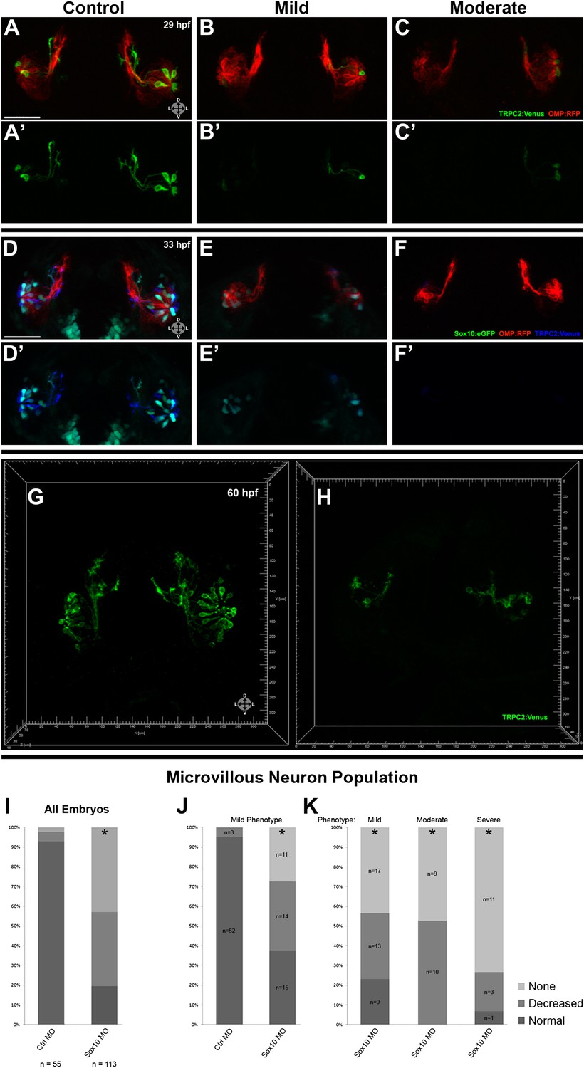 Sox10-dependent neural crest origin of olfactory