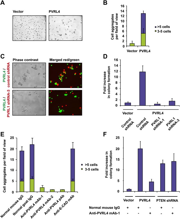 Figures And Data In A Role For PVRL4-driven Cell–cell Interactions In ...