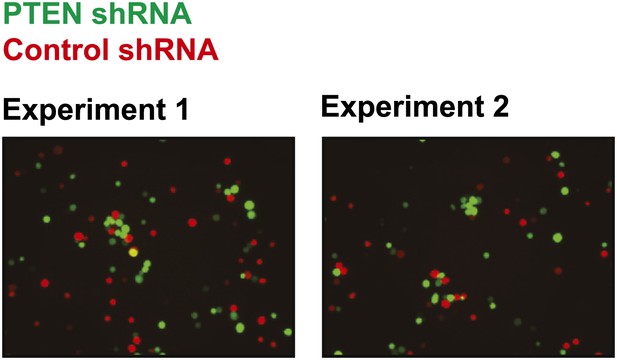 Figures and data in A role for PVRL4-driven cell–cell interactions in ...