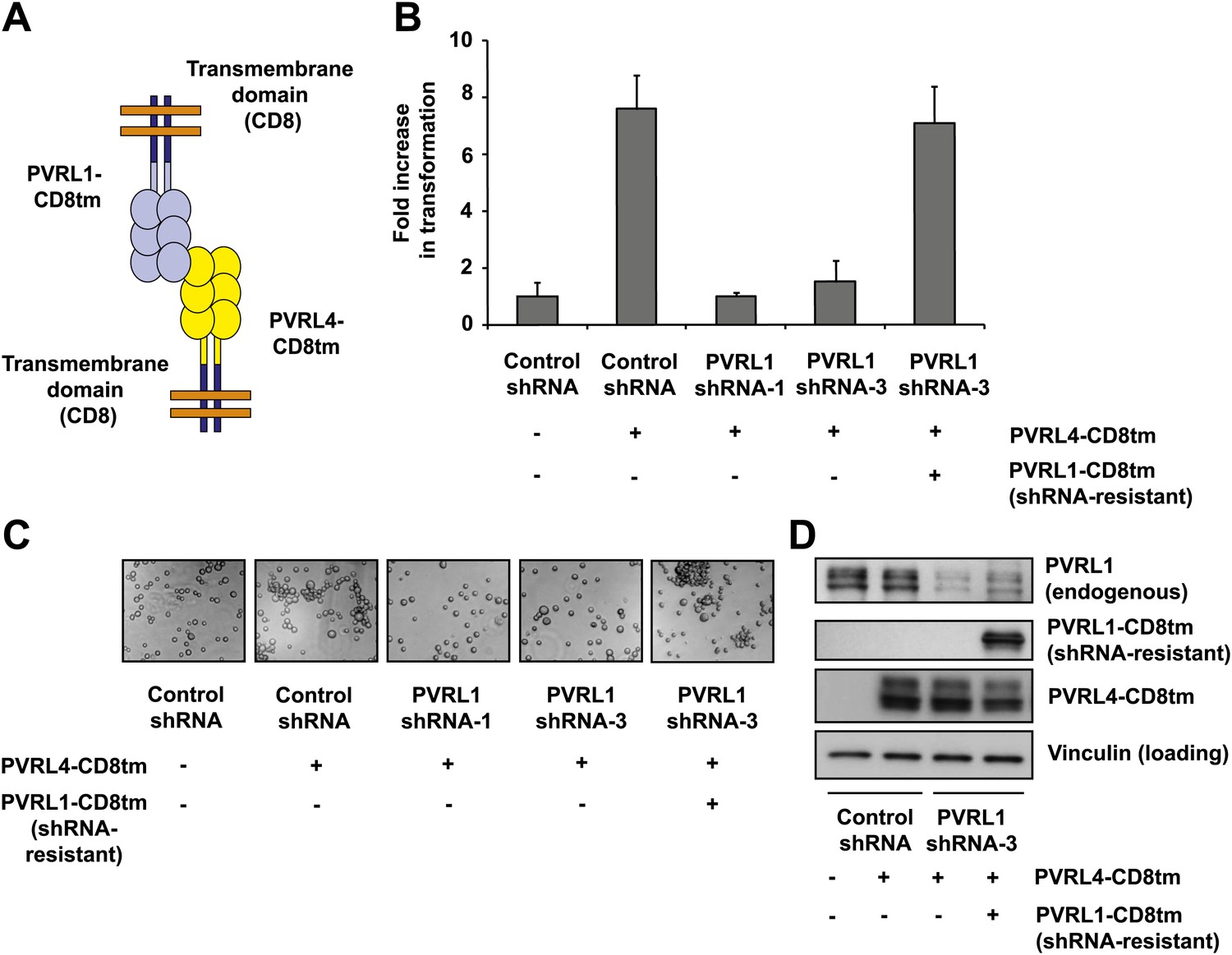 Figures And Data In A Role For PVRL4-driven Cell–cell Interactions In ...