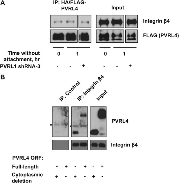 Figures And Data In A Role For PVRL4-driven Cell–cell Interactions In ...