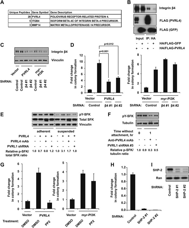 A Role For PVRL4-driven Cell–cell Interactions In Tumorigenesis | ELife