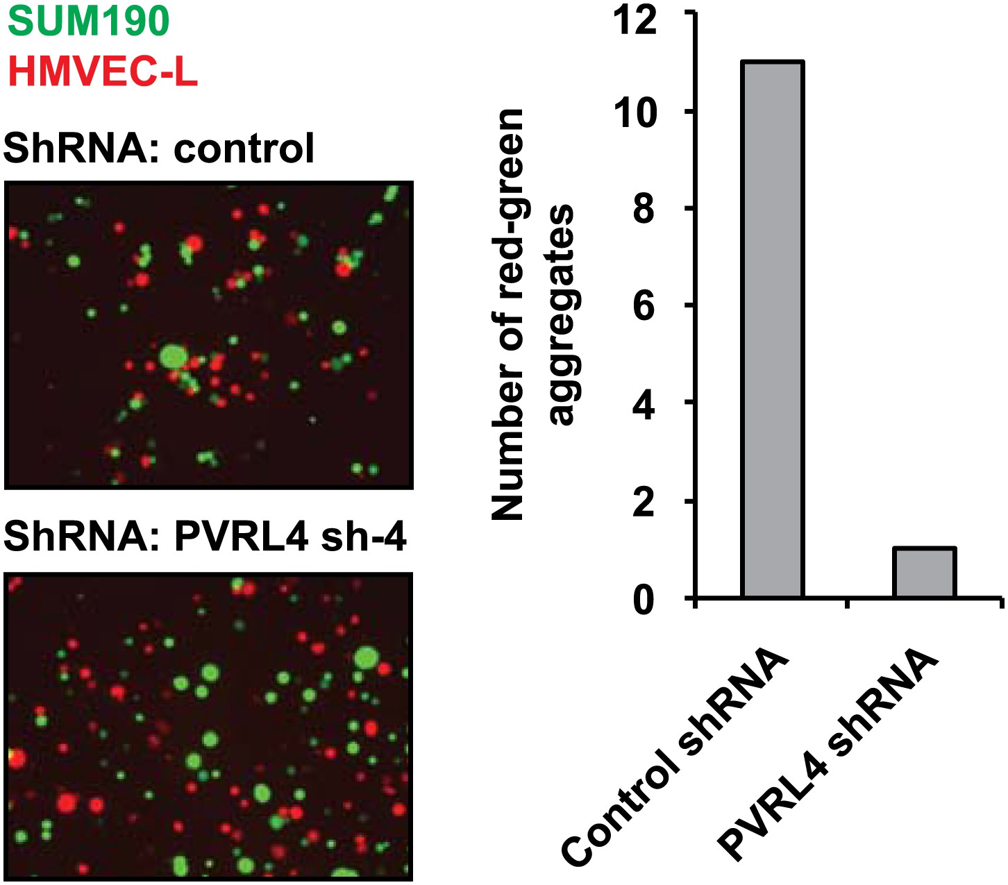 Figures and data in a role for pvrl4 driven cell cell interactions in
