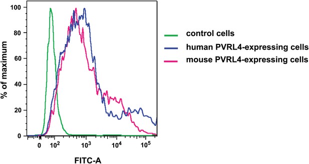 Figures And Data In A Role For PVRL4-driven Cell–cell Interactions In ...