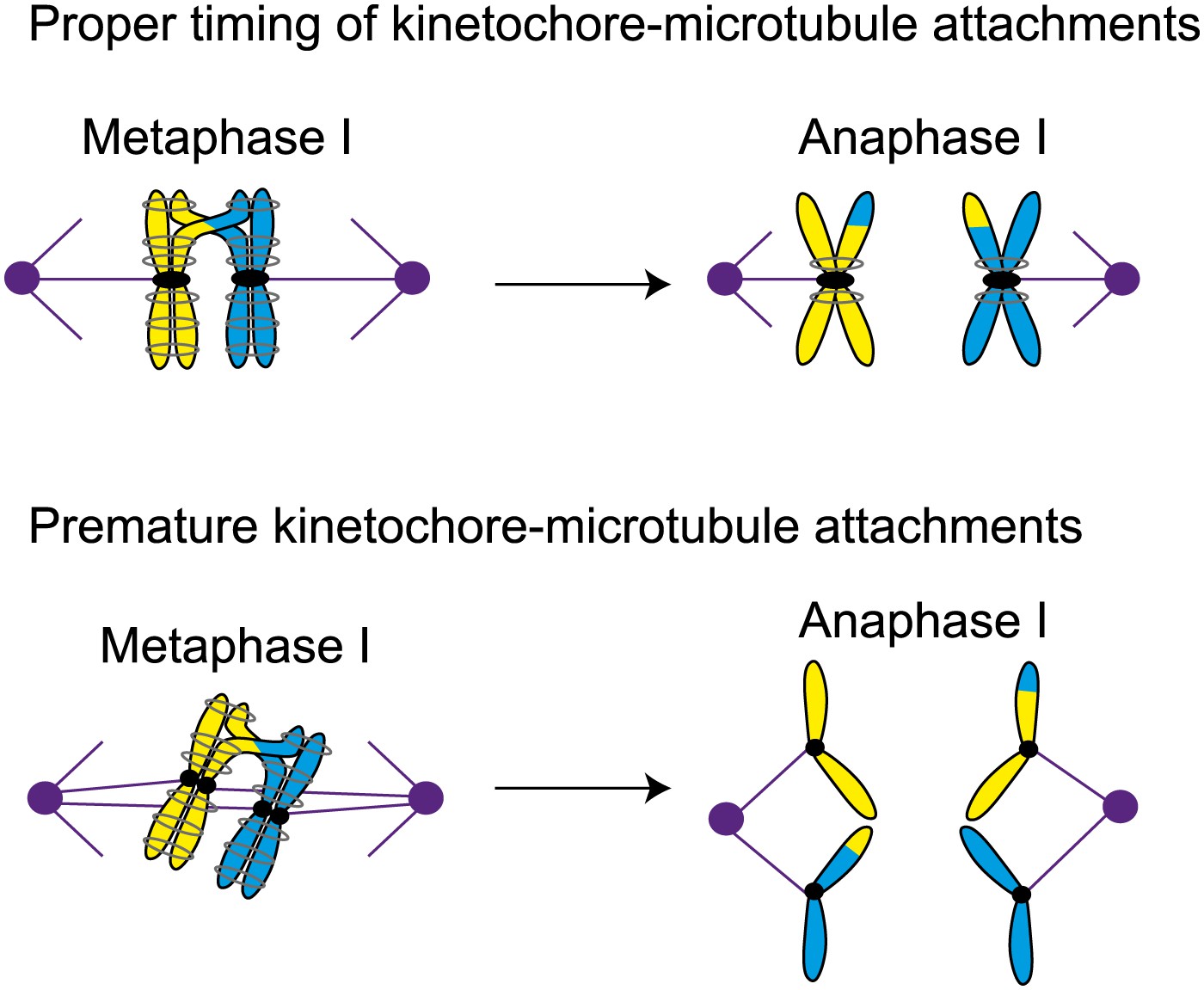 Chromosomes In Meiosis Biology Diagrams