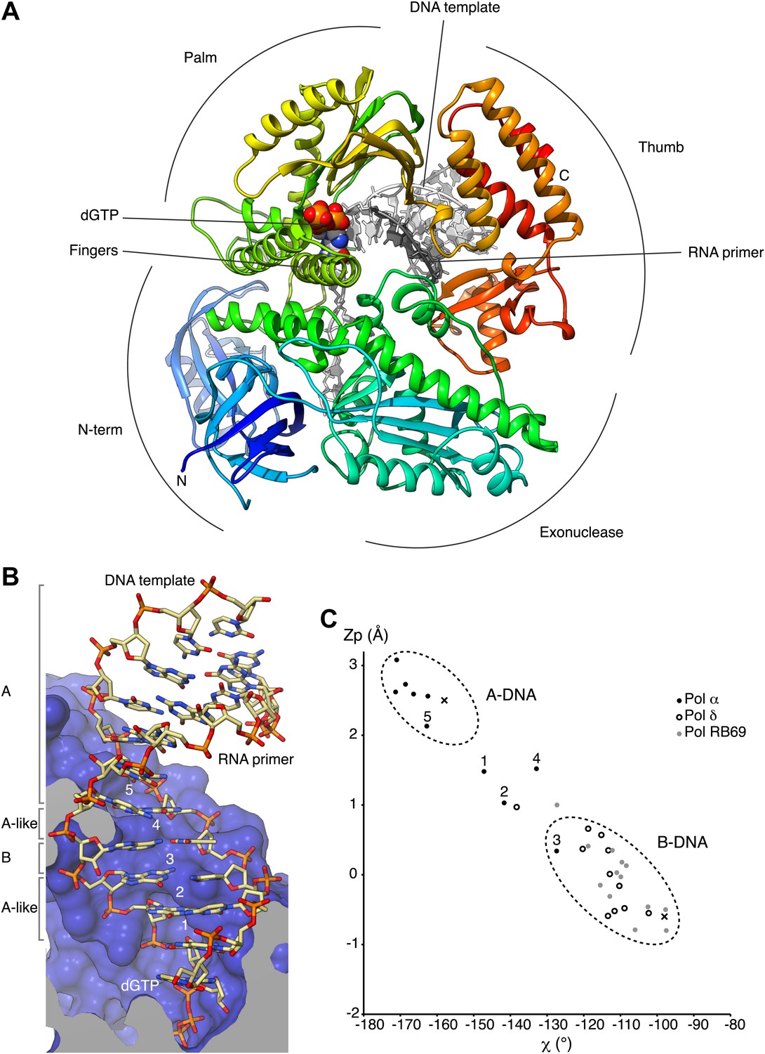 Mechanism for priming DNA synthesis by yeast DNA Polymerase α | eLife