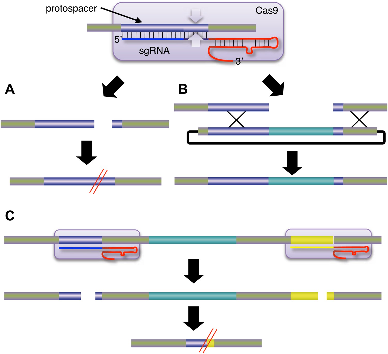 Genome Engineering: Bacteria Herald A New Era Of Gene Editing | ELife