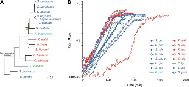 Evolutionary Principles Of Modular Gene Regulation In Yeasts Elife