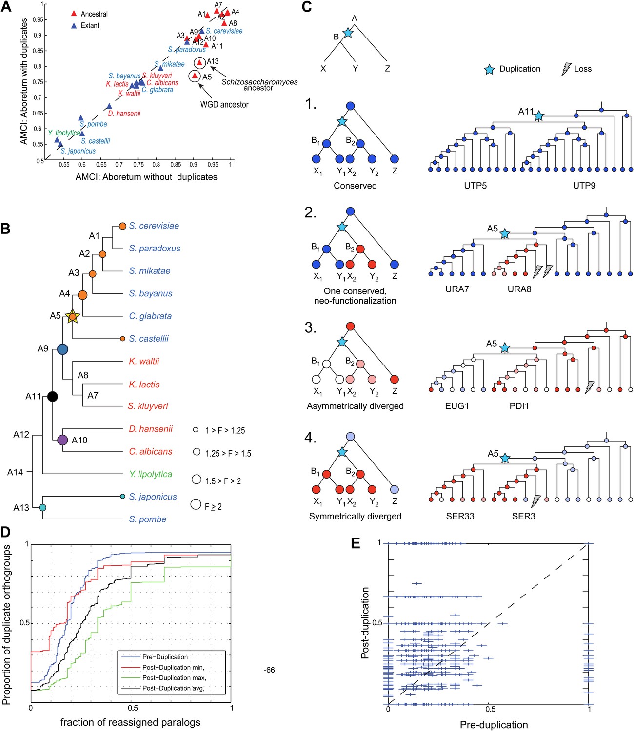 Evolutionary Principles Of Modular Gene Regulation In Yeasts Elife