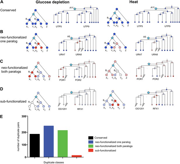 Evolutionary Principles Of Modular Gene Regulation In Yeasts Elife