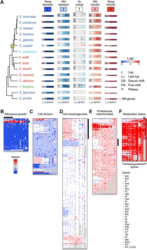 Evolutionary Principles Of Modular Gene Regulation In Yeasts Elife