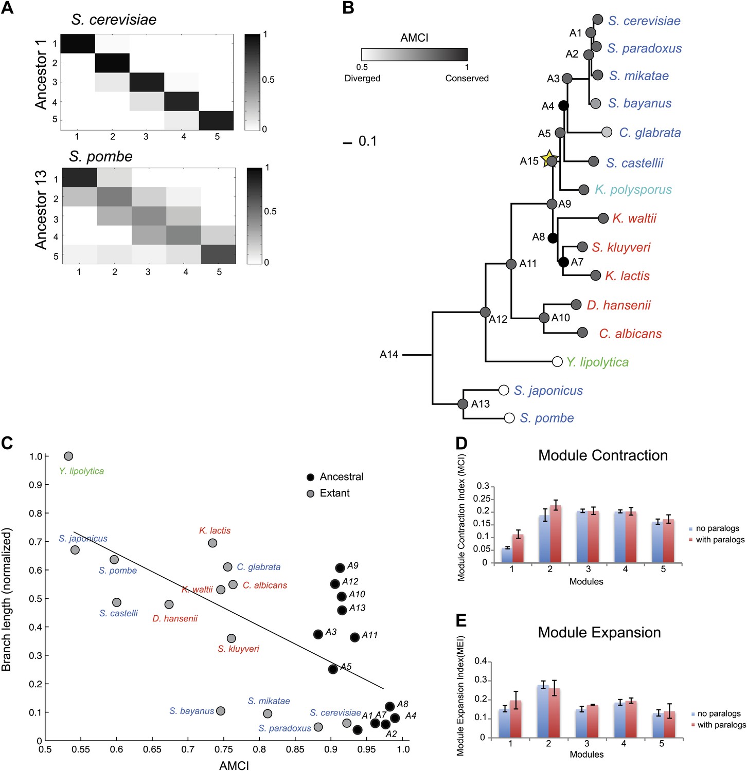 Evolutionary Principles Of Modular Gene Regulation In Yeasts Elife