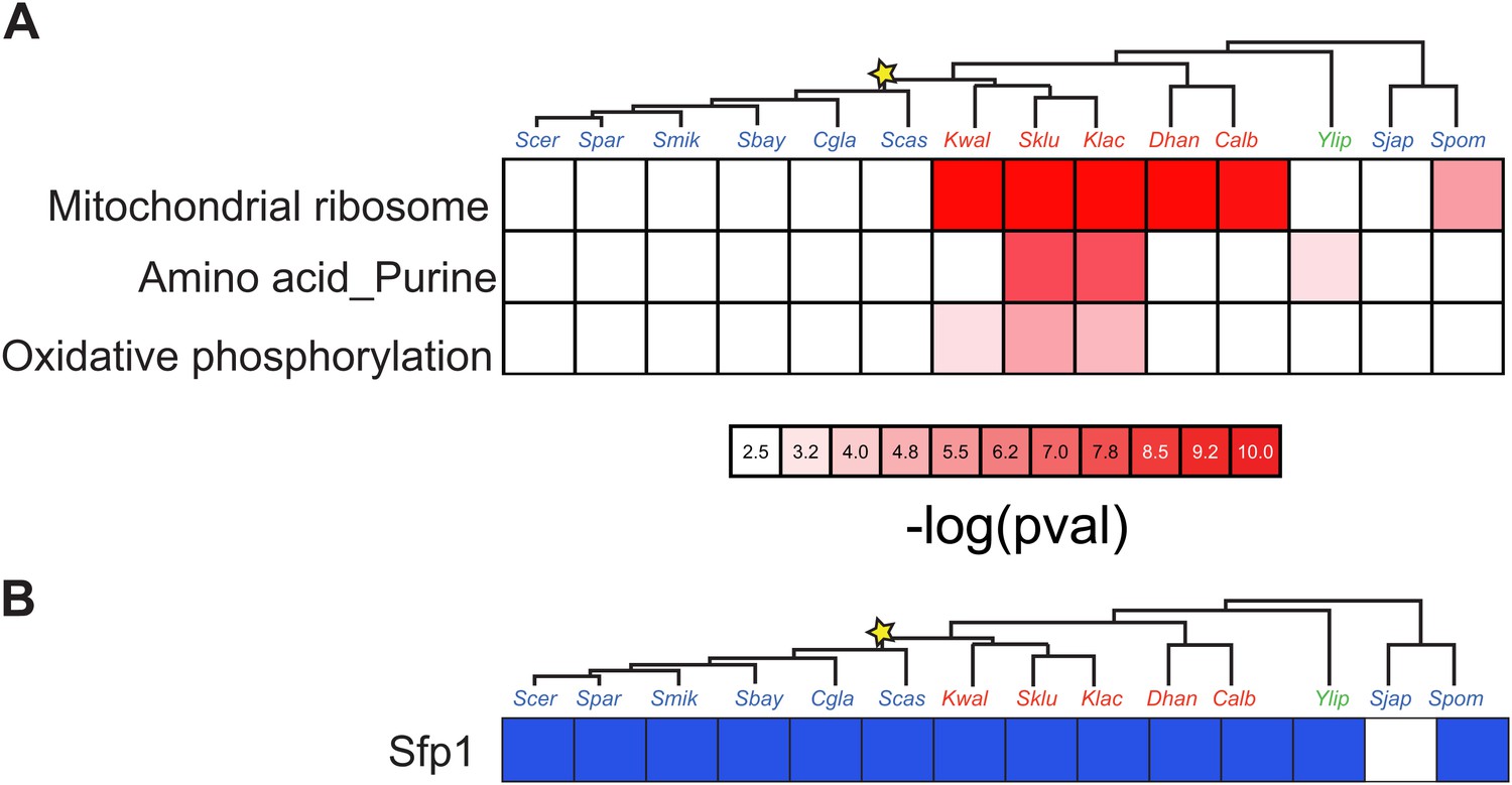 Evolutionary Principles Of Modular Gene Regulation In Yeasts Elife