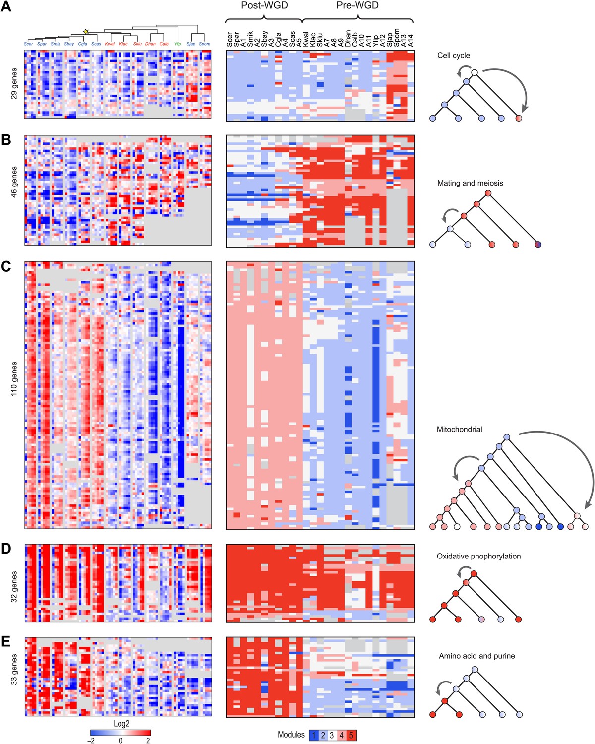 Evolutionary Principles Of Modular Gene Regulation In Yeasts Elife