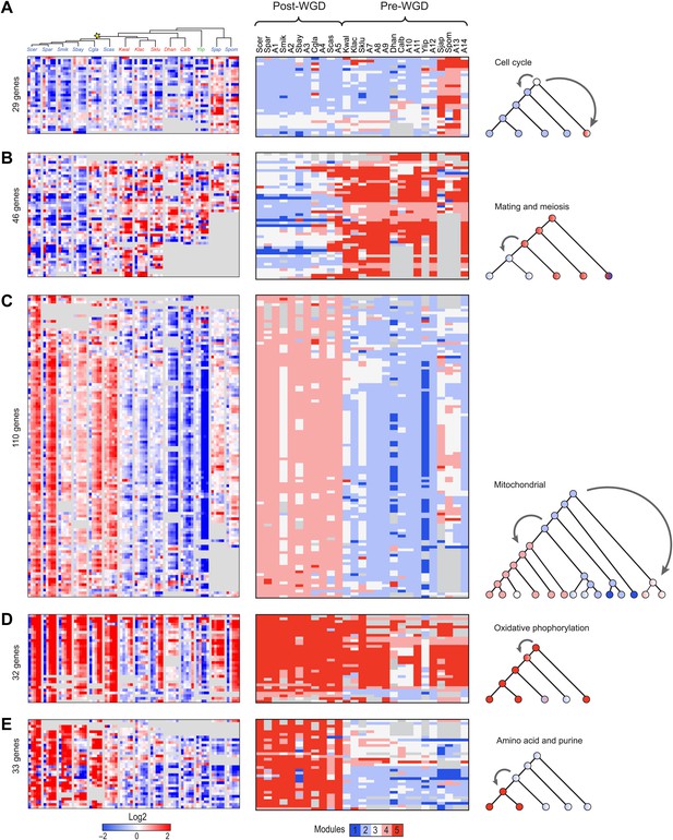 Evolutionary Principles Of Modular Gene Regulation In Yeasts Elife