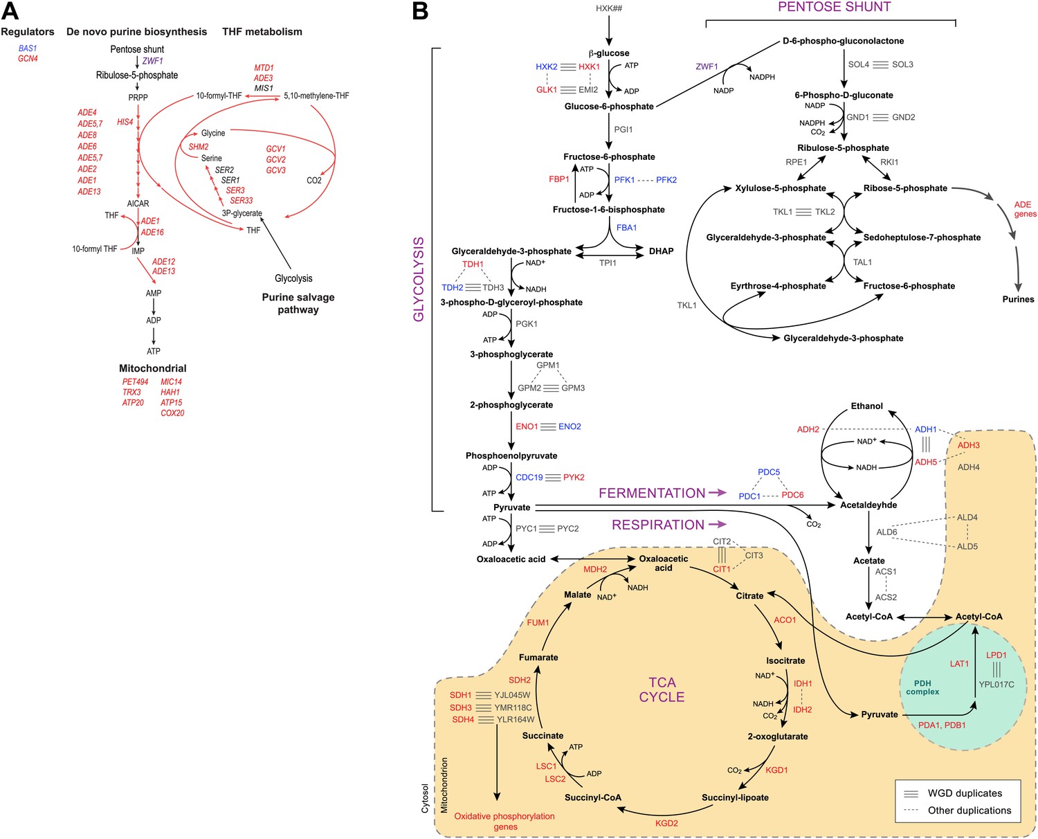 Evolutionary Principles Of Modular Gene Regulation In Yeasts Elife