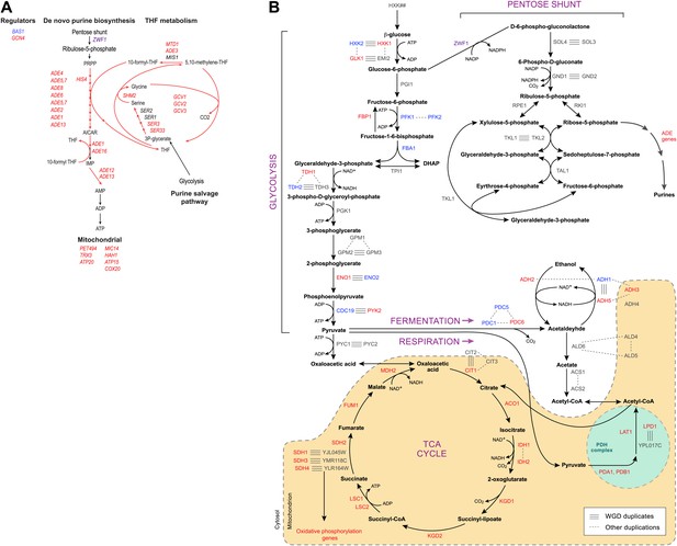 Evolutionary Principles Of Modular Gene Regulation In Yeasts Elife