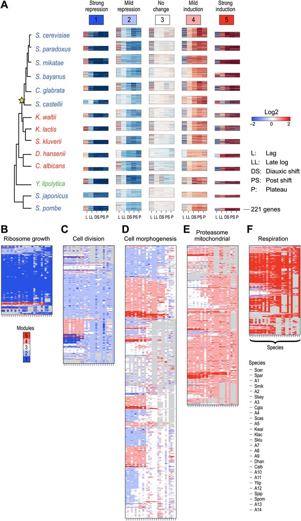 Evolutionary Principles Of Modular Gene Regulation In Yeasts Elife