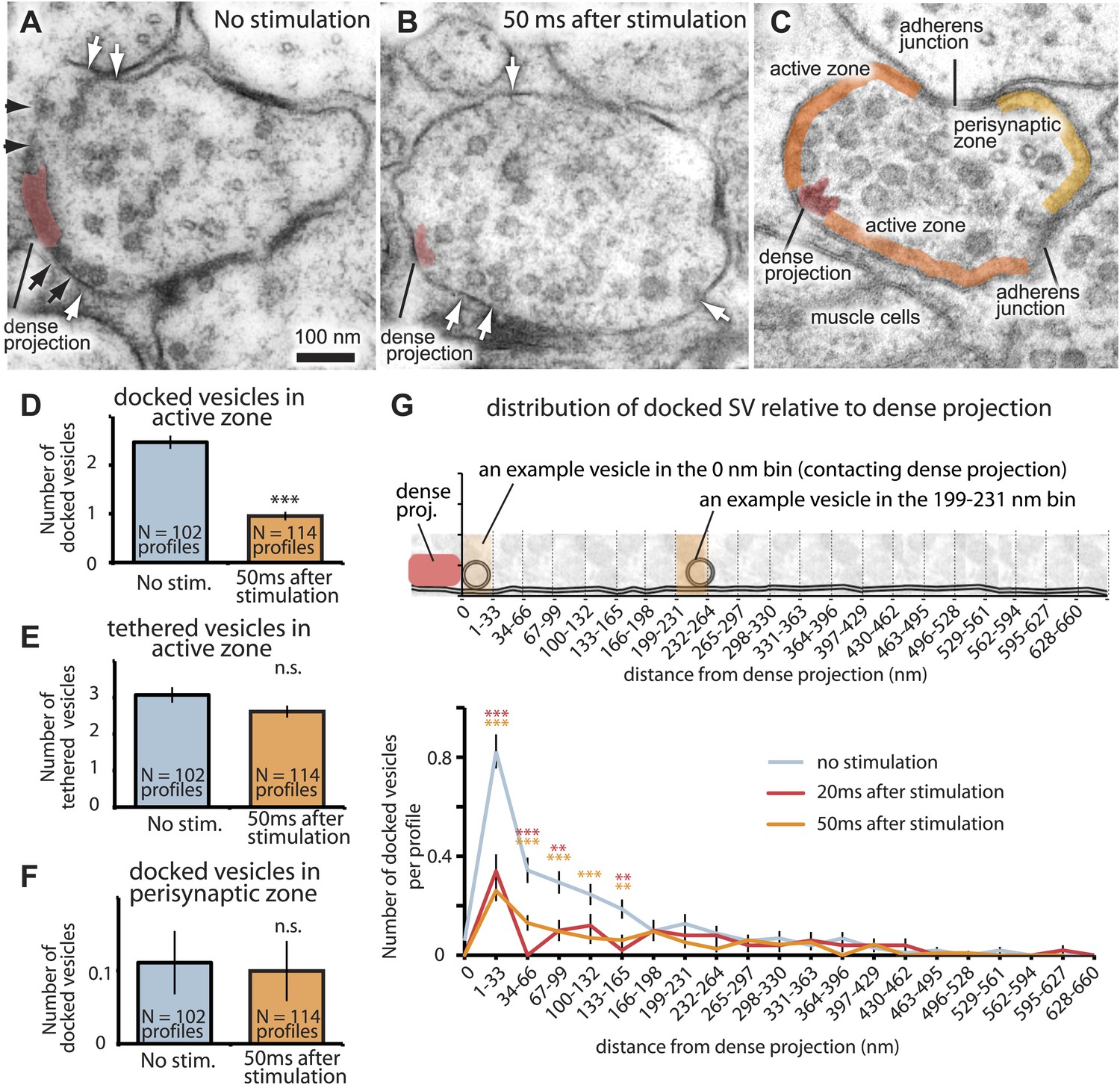 Ultrafast endocytosis at Caenorhabditis elegans