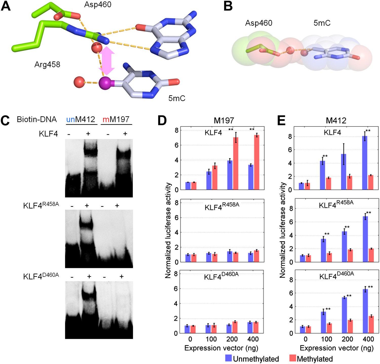 Modeling methyl-sensitive transcription factor motifs with an