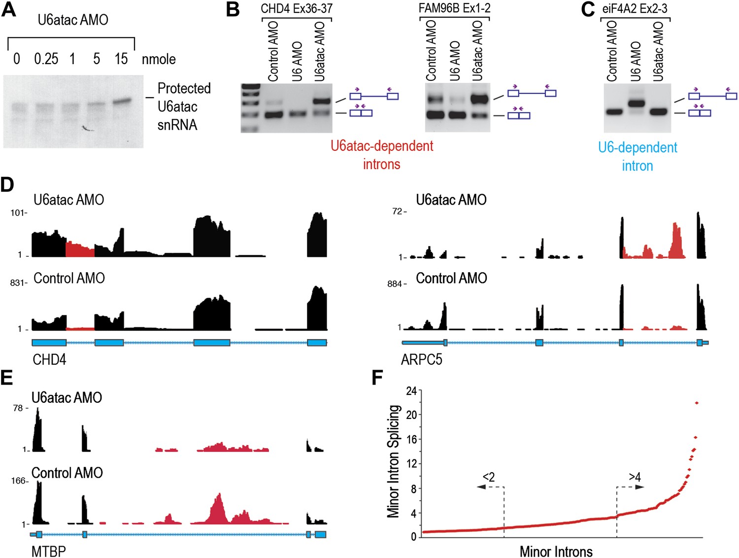 Figures And Data In Minor Introns Are Embedded Molecular Switches ...