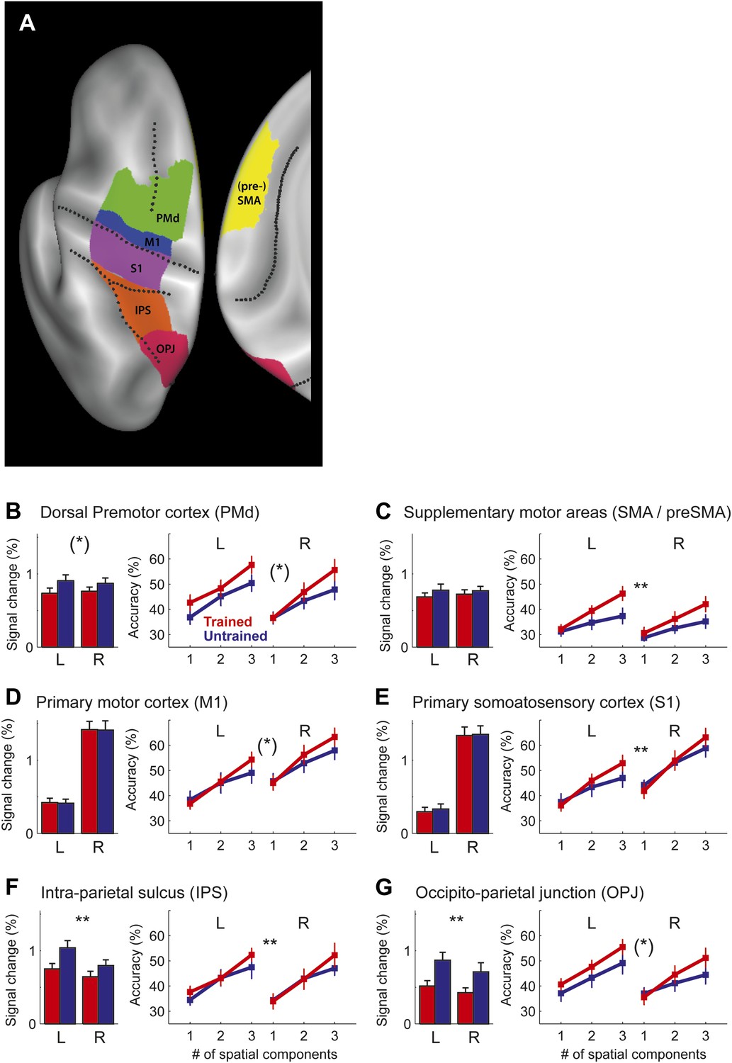 Skill learning strengthens cortical representations of motor sequences ...