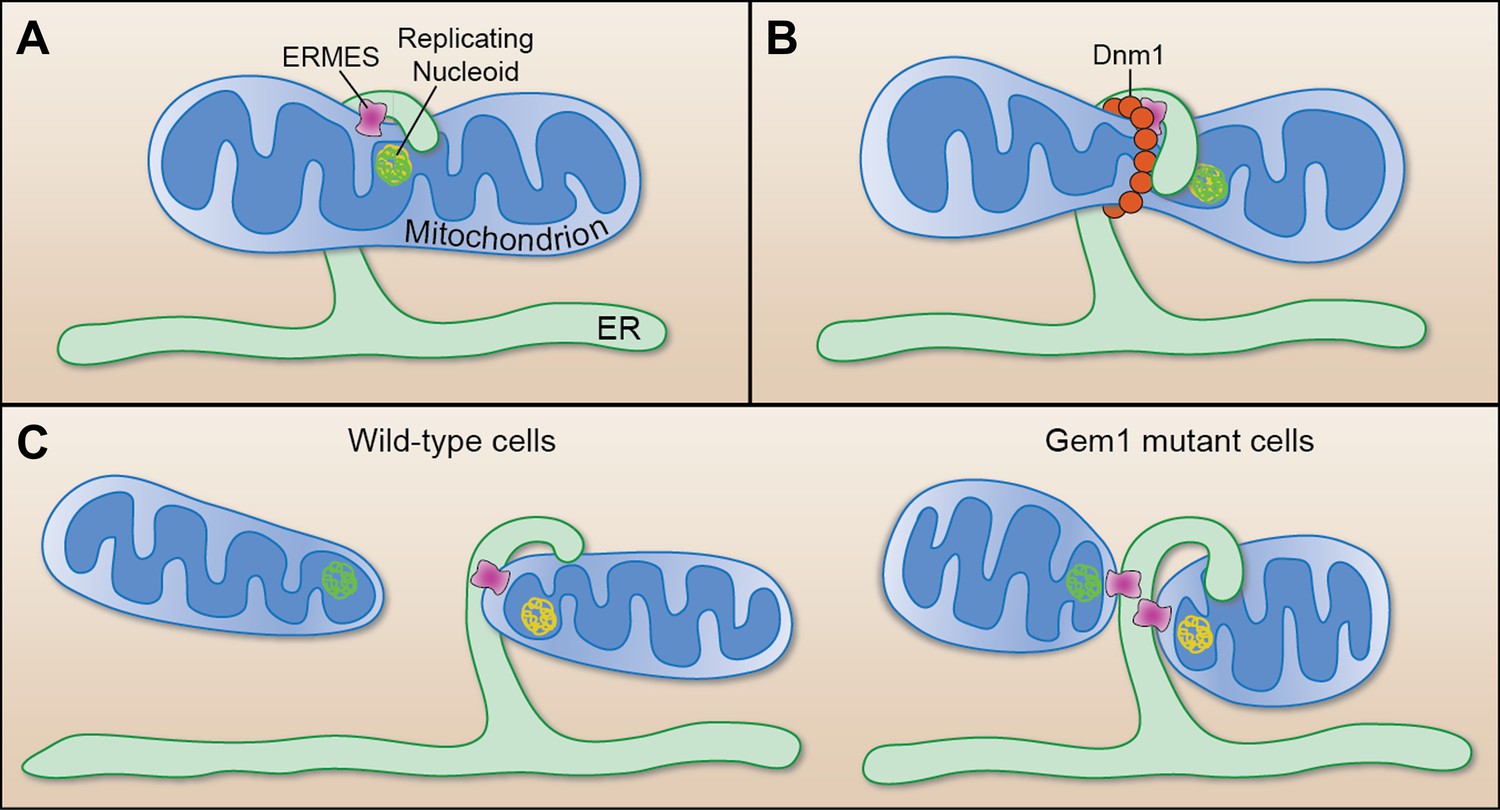 Cell Biology: Make Or Break For Mitochondria | ELife