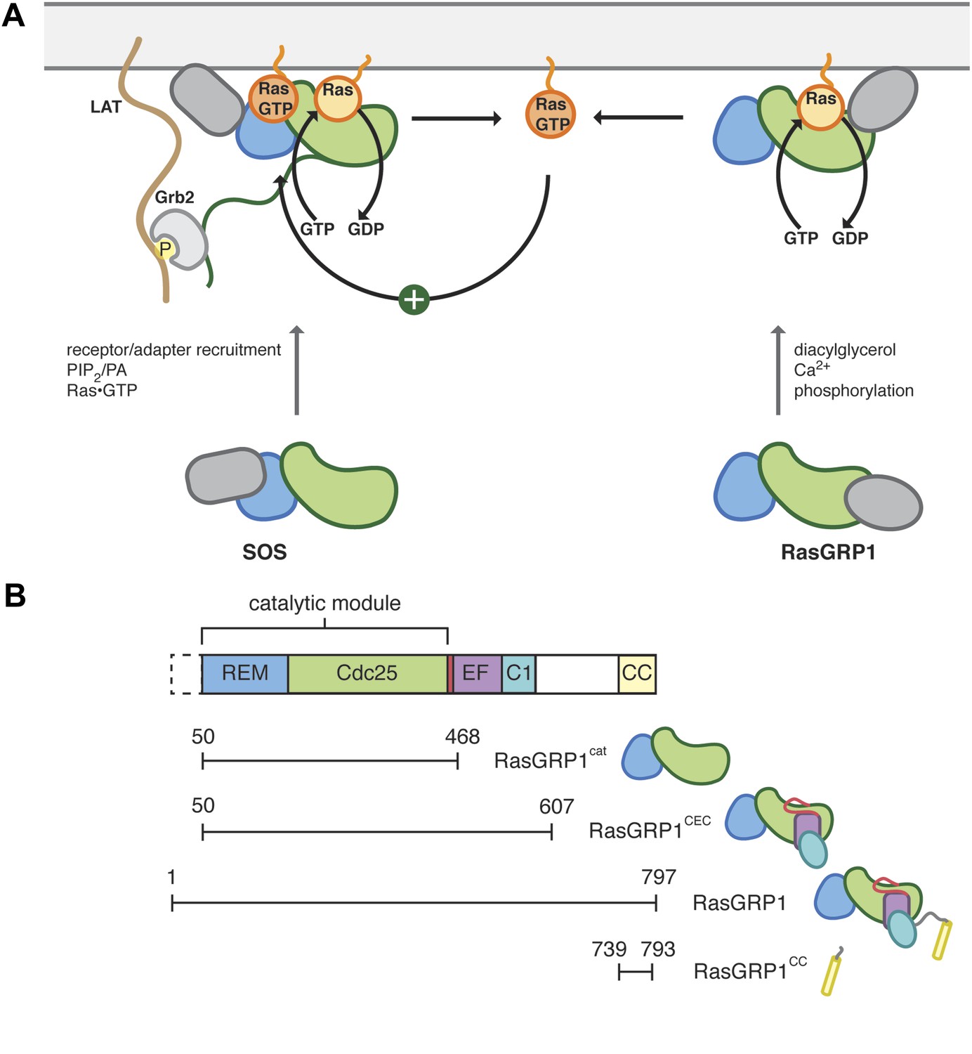 Structural Analysis Of Autoinhibition In The Ras-specific Exchange 