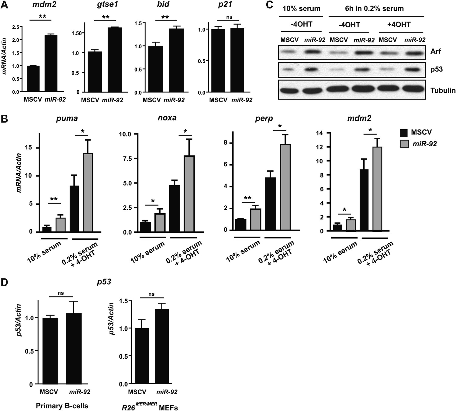 A component of the mir-17-92 polycistronic oncomir promotes 