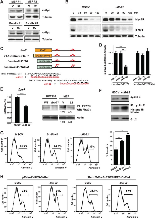 A component of the mir-17-92 polycistronic oncomir promotes 