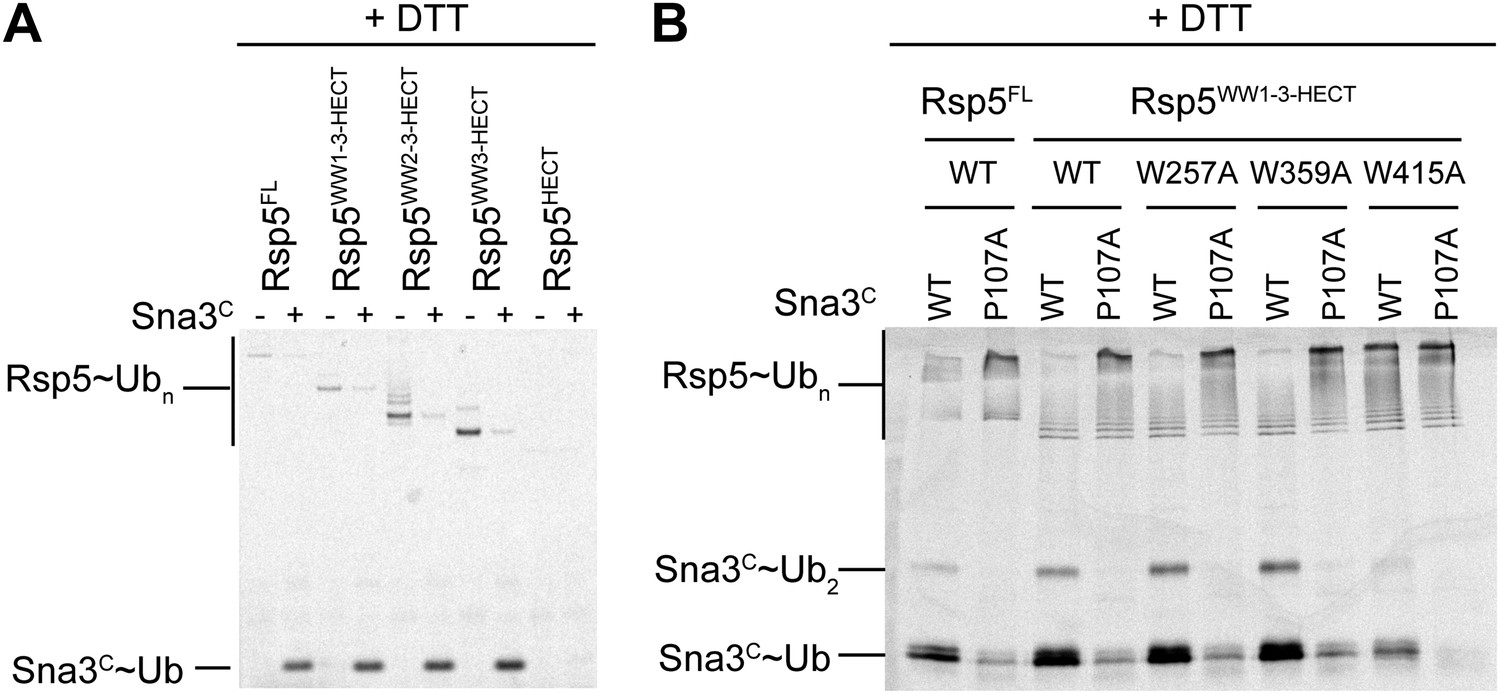 Figures And Data In Mechanism Of Ubiquitin Ligation And Lysine