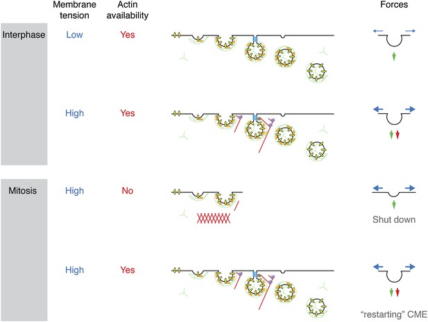 An unmet actin requirement explains the mitotic inhibition of clathrin ...