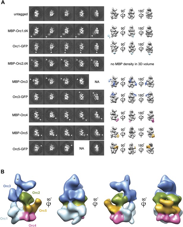 A Meier Gorlin Syndrome Mutation In A Conserved C Terminal Helix Of