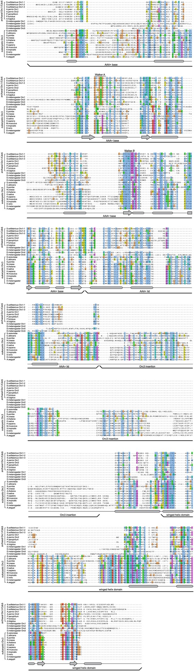 Figures and data in A Meier-Gorlin syndrome mutation in a conserved C ...