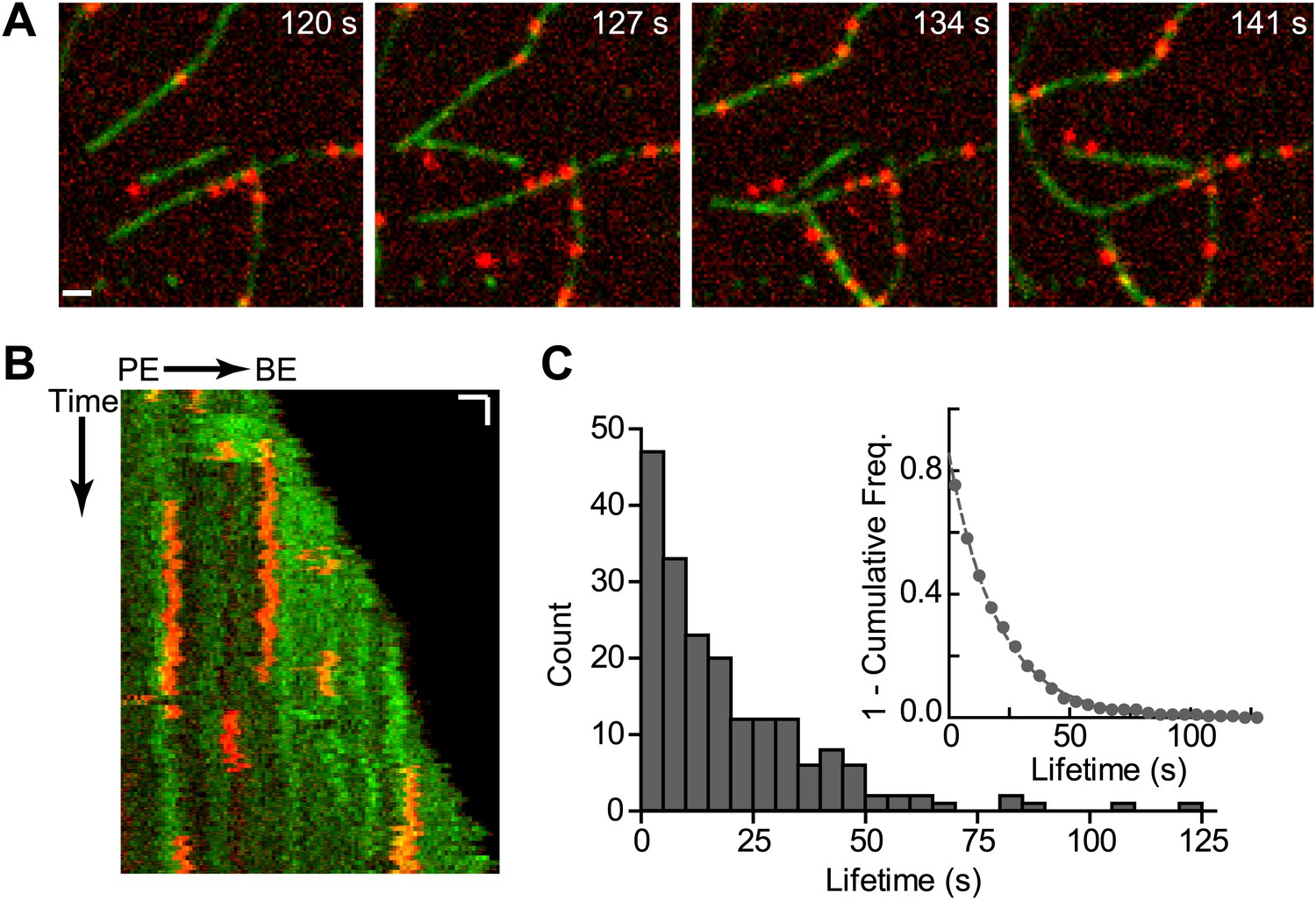 Mechanism of synergistic activation of Arp2/3 complex by