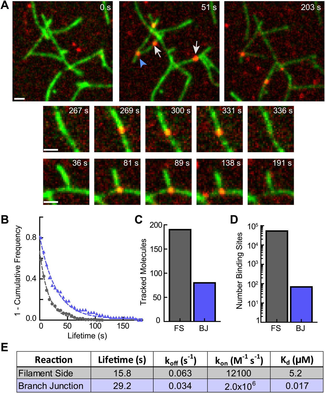 Mechanism of synergistic activation of Arp2/3 complex by