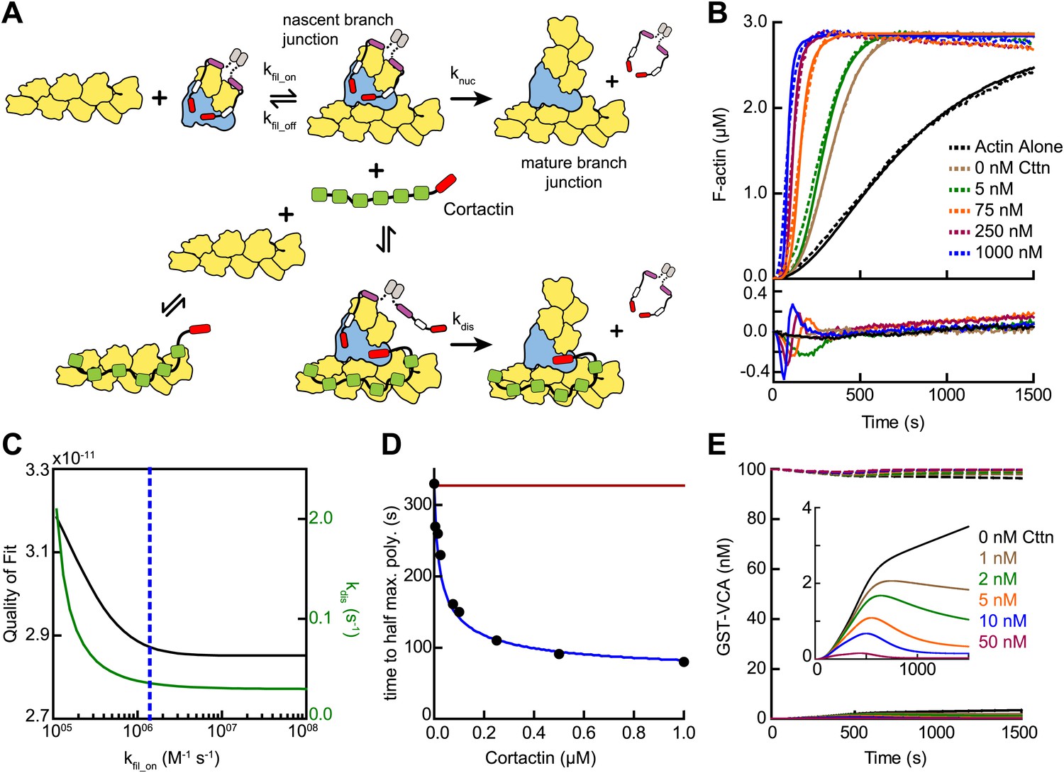 【限定セール！】 of Mechanism synergistic by complex Arp2/3 of activation その他