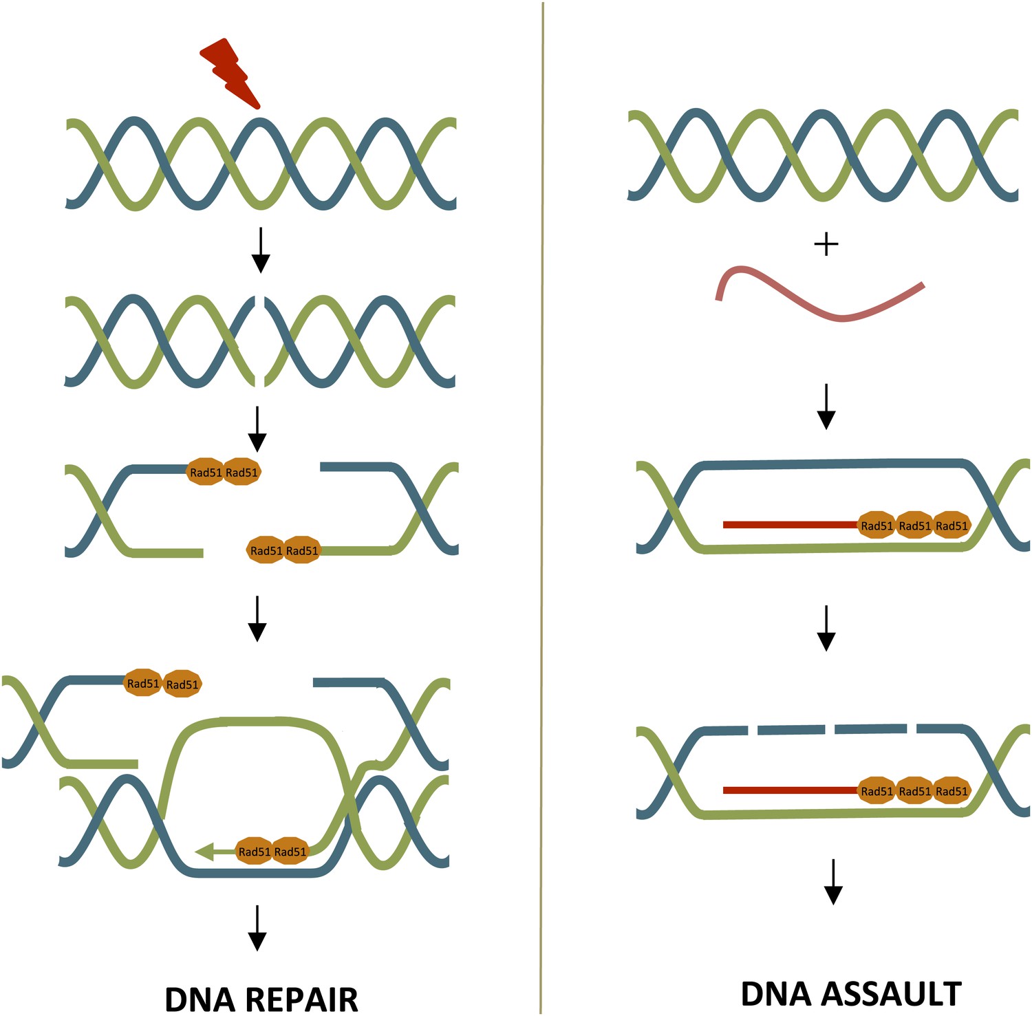 DNA Repair: Rad51, friend or foe? | eLife