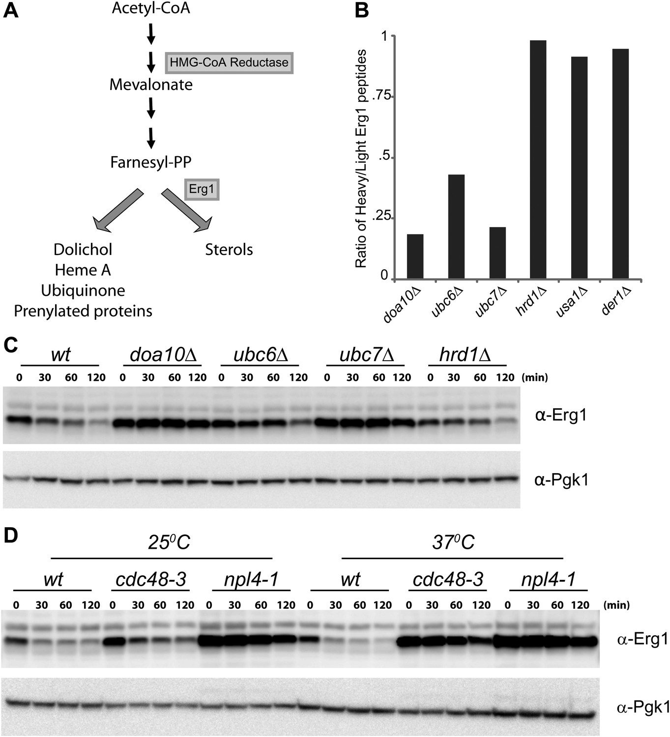 Figures And Data In Sterol Homeostasis Requires Regulated Degradation