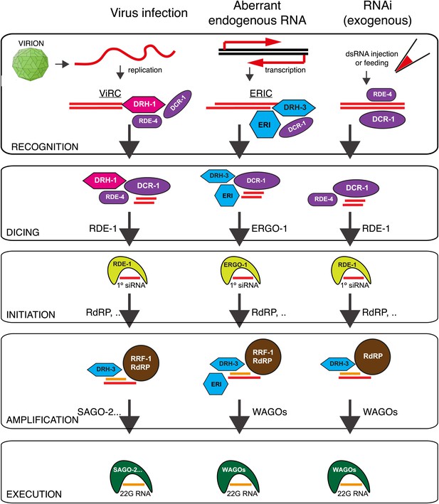 A deletion polymorphism in the Caenorhabditis elegans RIG-I homolog ...